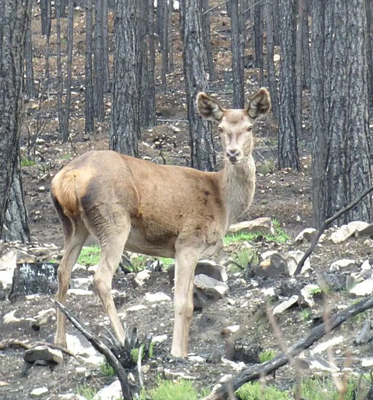 Hotel Restaurante Las Mairas Entorno Fauna y Flora